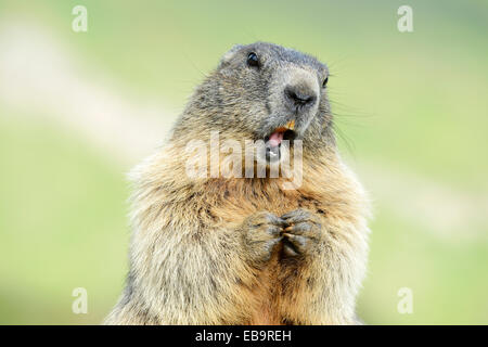 Alpine marmotta (Marmota marmota), il Grossglockner, Parco Nazionale degli Hohe Tauern, Tirolo, Austria Foto Stock