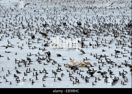 Grande cormorano (Phalacrocorax carbo) dalmata, pellicani (Pelecanus crispus), e grande bianco pellicani (Pelecanus onocrotalus) Foto Stock