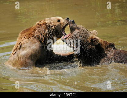 Due comunità l'orso bruno (Ursus arctos) combattimenti nell'acqua, Parco Nazionale della Foresta Bavarese Game Reserve, Neuschönau Foto Stock