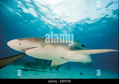 Atlantico squalo limone (Negaprion brevirostris), Bahamas Foto Stock