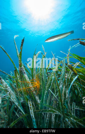 Mediterraneo donzelle (Coris julis), Italia Foto Stock