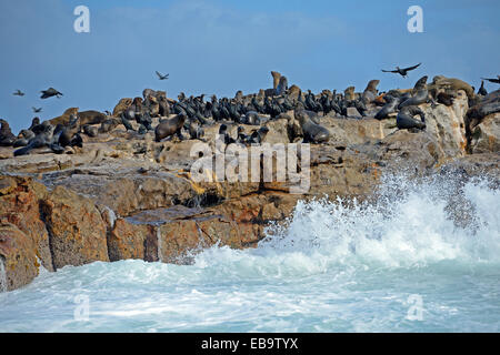 Rosolare le foche (Arctocephalus pusillus) e Capo cormorano (Phalacrocorax capensis), Guarnizione Isola, Western Cape, Sud Africa Foto Stock