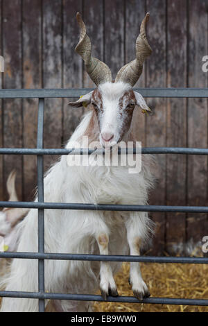 Capra Girgentana, capra domestica con cavatappi-come le corna, in una stalla, Knittkuhl, Düsseldorf, Renania, Renania settentrionale-Vestfalia Foto Stock