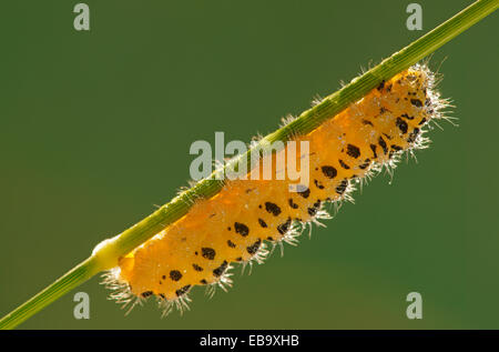 Caterpillar di sei spot Burnett (falena Zygaena filipendulae), Bad Hersfeld, Hesse, Germania Foto Stock