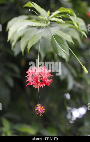 Lanterna giapponese, Coral Hibiscus o frange Rosemallow (Hibiscus schizopetalus) in una serra, i giardini botanici dell'Eden Foto Stock
