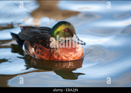 Chestnut teal anatra maschio Foto Stock