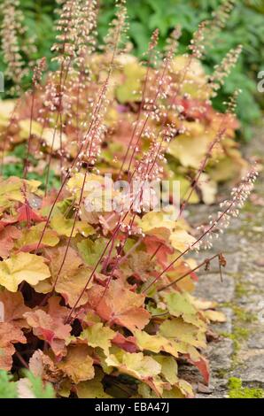 Hairy alumroot (heuchera villosa 'caramel') Foto Stock