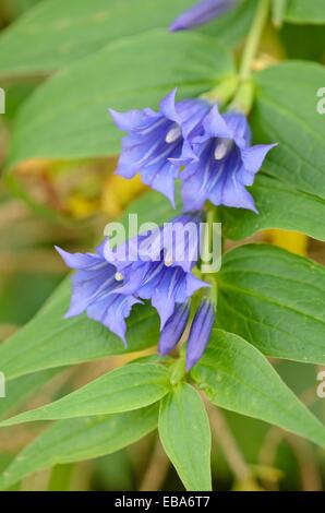 Willow la genziana (Gentiana asclepiadea) Foto Stock