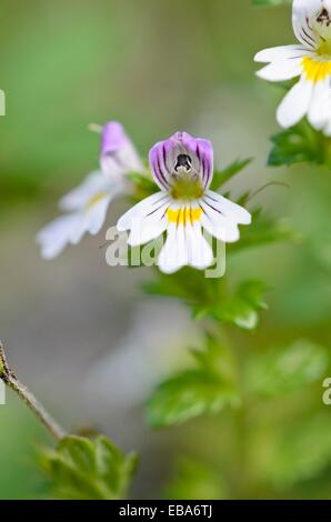 Eyebright (euphrasia officinalis syn. euphrasia rostkoviana) Foto Stock