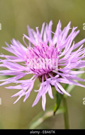 Fiordaliso marrone (centaurea jacea) Foto Stock