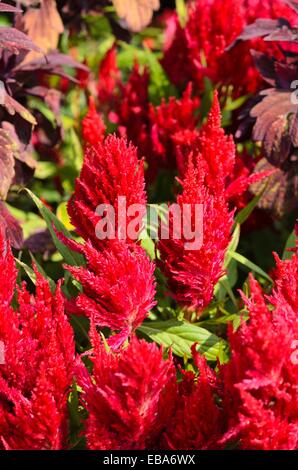 Cresta di gallo (Celosia argentea var. plumosa 'Look fresco rosso') Foto Stock