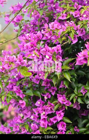 Fiore di carta (bougainvillea glabra) Foto Stock