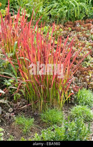 Giapponese di erba di sangue (imperata cylindrica 'red barone' syn. imperata cylindrica 'rubra") Foto Stock