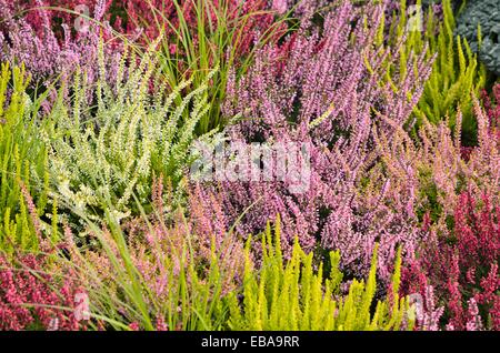 Comune di heather (Calluna vulgaris) Foto Stock