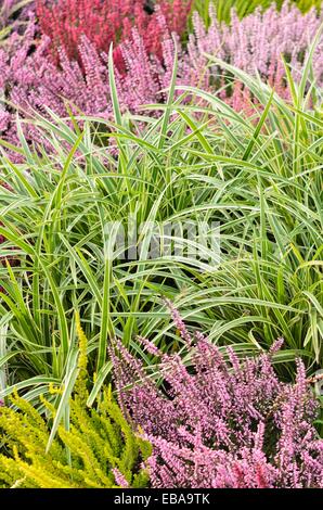 Domani il falasco (Carex morrowii "danza su ghiaccio') e comuni heather (Calluna vulgaris) Foto Stock