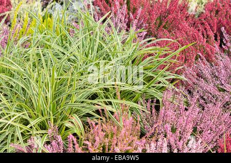 Domani il falasco (Carex morrowii "danza su ghiaccio') e comuni heather (Calluna vulgaris) Foto Stock