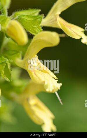 Colloso SALVIA (salvia glutinosa) Foto Stock