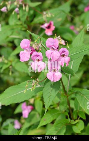 Himalayan (Balsamina Impatiens glandulifera) Foto Stock