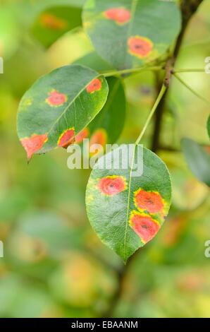 Selvatico europeo pera (Pyrus pyraster) e pera ruggine (gymnosporangium fuscum syn. gymnosporangium sabinae) Foto Stock