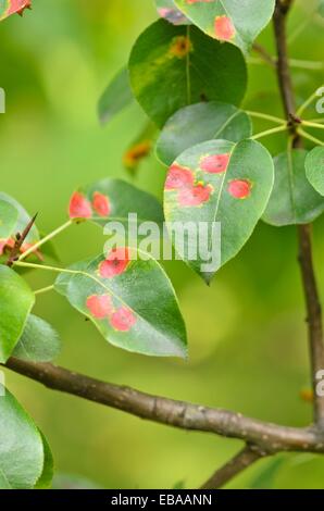 Selvatico europeo pera (Pyrus pyraster) e pera ruggine (gymnosporangium fuscum syn. gymnosporangium sabinae) Foto Stock