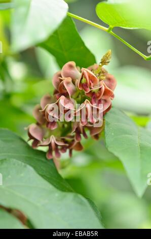 Fagiolo di patate (apios americana) Foto Stock