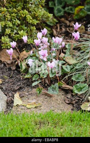 Edera-lasciava ciclamino (cyclamen hederifolium syn. cyclamen neapolitanum) Foto Stock