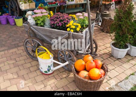 Orpines (sedum telephium syn. hylotelephium telephium), crisantemi (crisantemo) e hokkaido schiaccia (Cucurbita maxima "hokkaido') Foto Stock