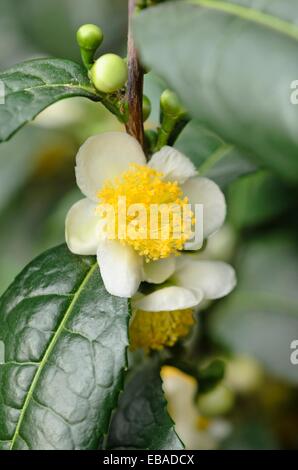 Pianta del tè (Camellia sinensis) Foto Stock