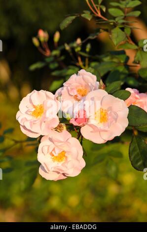 Rosa rampicante (rosa clair matin) Foto Stock