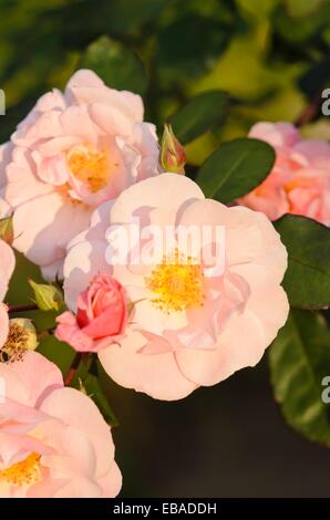Rosa rampicante (rosa clair matin) Foto Stock