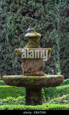 I giardini rinascimentali del Giardino giusti, Verona, Italia. Un piccione che beve da una vecchia fontana, visto sullo sfondo di antichi cipressi Foto Stock