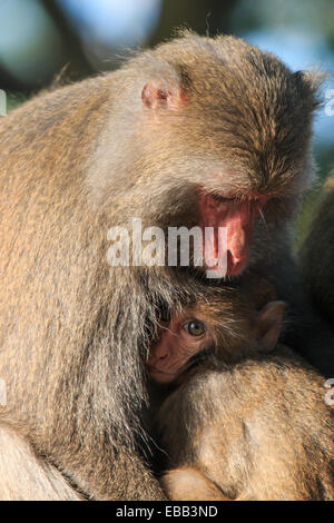 Le scimmie in Shoushan, Monkey mountain in Kaohsiung city, Taiwan Foto Stock