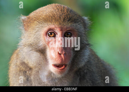 Scimmia in Shoushan, Monkey mountain in Kaohsiung city, Taiwan Foto Stock