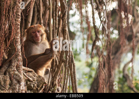 Scimmia in Shoushan, Monkey mountain in Kaohsiung city, Taiwan Foto Stock