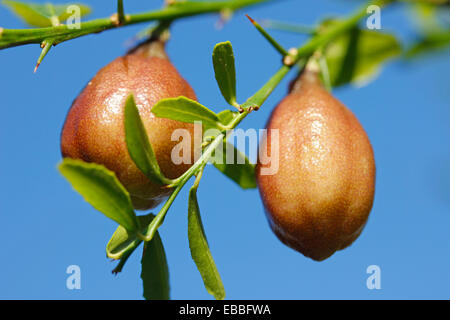 Australian finger limes. Citrus australasicus. Foto Stock