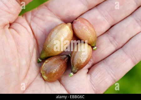 Australian finger limes. Citrus australasicus. Foto Stock