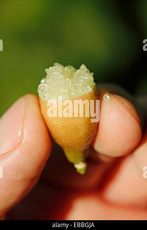 Australian finger limes. Citrus australasicus. Foto Stock