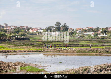 Persone locali che lavorano in allagato risaie e asciugatura della biancheria in Antananarivo, o Tana, la città capitale del Madagascar Foto Stock