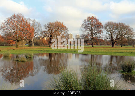 Il Parco di Richmond, SW London, England, Regno Unito. Il 28 novembre 2014. La mattina presto il cloud ha dato modo a un bel pomeriggio con una leggera brezza e rotture di sole. Con temperature miti per la fine di novembre arrivano fino a 13 gradi celsius. Alberi e la torre dei blocchi a Roehampton sono riflessi nello stagno formato dopo diverse settimane di pioggia pesante. Credito: Julia Gavin UK/Alamy Live News Foto Stock