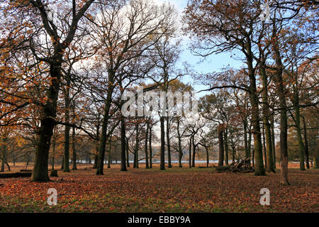 Il Parco di Richmond, SW London, England, Regno Unito. Il 28 novembre 2014. La mattina presto il cloud ha dato modo a un bel pomeriggio con una leggera brezza e rotture di sole. Il basso sole splende attraverso un bosco ceduo di alberi, evidenziando la caduta foglie sull'erba. Con temperature miti per la fine di novembre arrivano fino a 13 gradi celsius. Credito: Julia Gavin UK/Alamy Live News Foto Stock