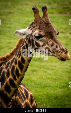 Un ritratto fotografia di una giraffa Foto Stock