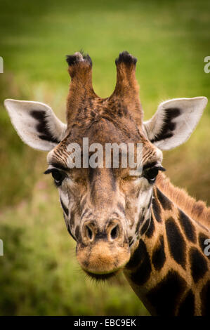 Un ritratto fotografia di una giraffa Foto Stock