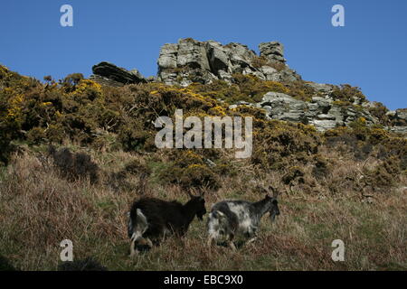 Valle di rocce in North Devon Foto Stock