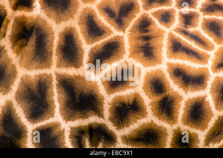 Fotografia astratta di una giraffa di nascondi Foto Stock