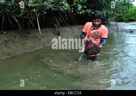 Lavaggio gusci nero - mangrovie in PUERTO PIZARRO . Dipartimento di Tumbes .PERÙ Foto Stock