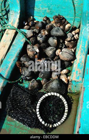 Gusci di nero - mangrovie in PUERTO PIZARRO . Dipartimento di Tumbes .PERÙ Foto Stock