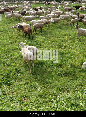 Allevamento di ovini in inverno sul pascolo campo verde di erba urbanizzazione dietro, Andalusia, Spagna meridionale. Foto Stock