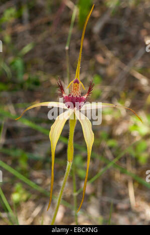 Caladenia paludosa, Swamp Spider Orchid in Monjingup Reserve, WA, Australia Foto Stock