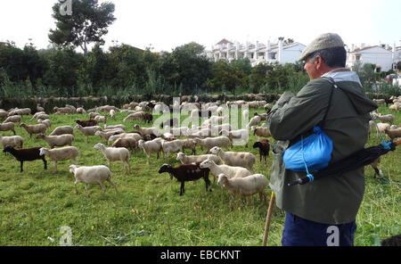 Mandria di pecore con pastore su pascolo campo verde di urbanizzazione erba dietro, Andalusia, Spagna meridionale. Foto Stock