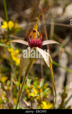 Caladenia paludosa, Swamp Spider Orchid in Monjingup Reserve, WA, Australia Foto Stock